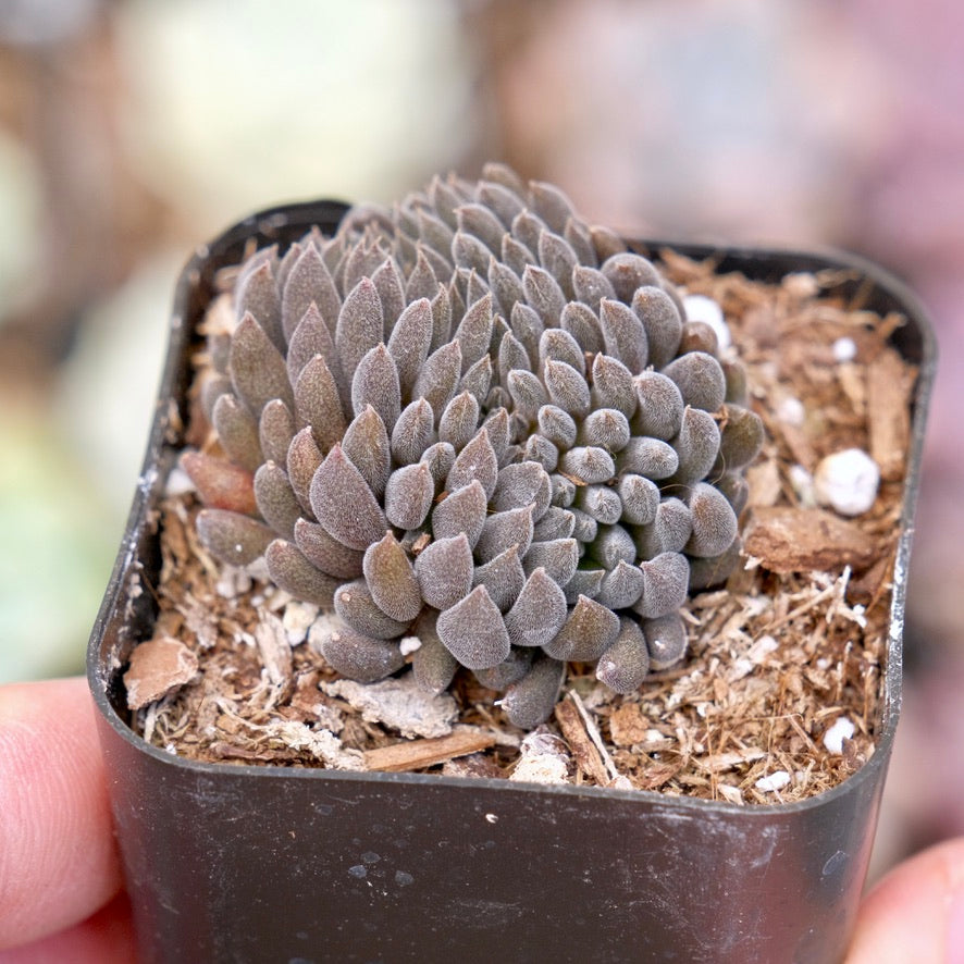 Crested Sinocrassula yunnanensis Rare Succulent Plant