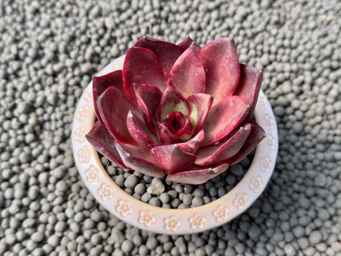 Echeveria Fire Fox Korean Succulent Plant Changhee hybrid