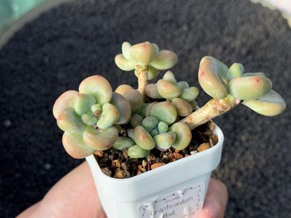 Graptosedum Miul Succulent Plant