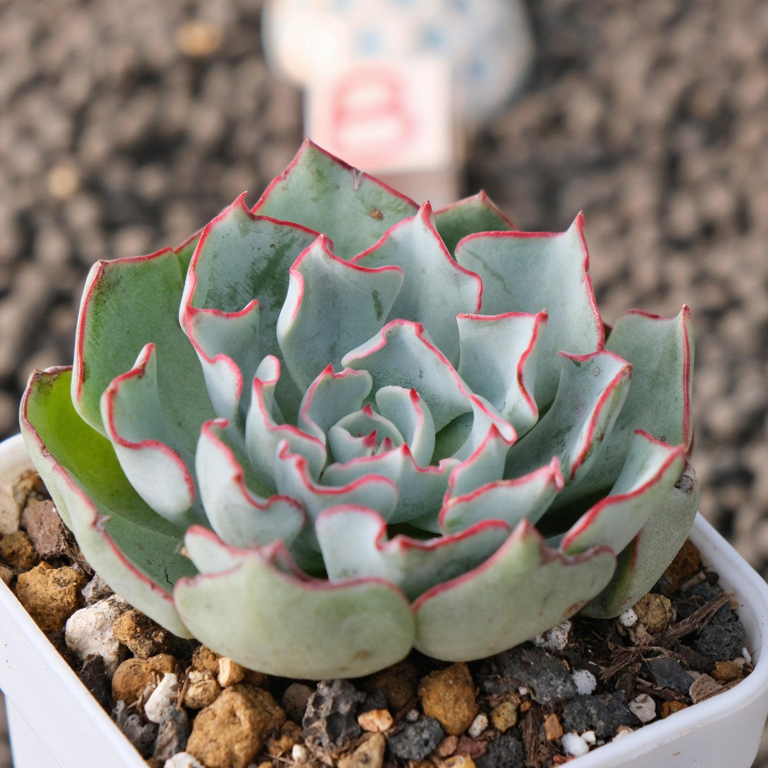 Echeveria Strictiflora Korean Succulent Plant