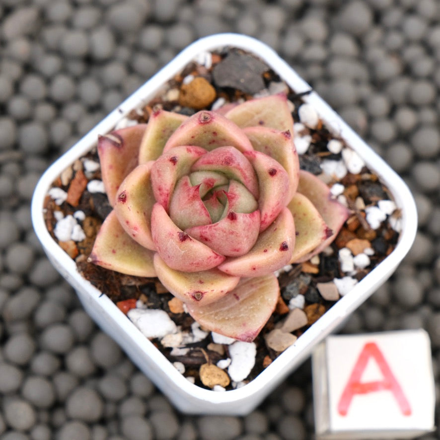 Echeveria Dixie Korean Succulent Plant Hwaga Hybrid