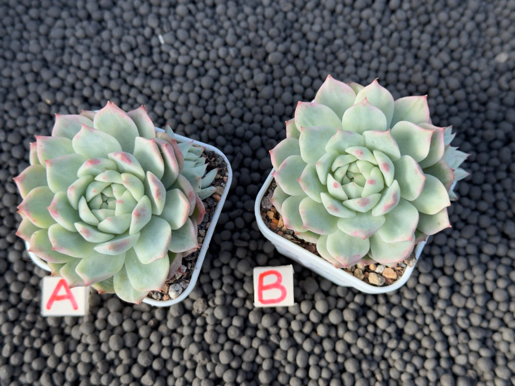 Variegated Echeveria Tippy Korean Succulent Plant