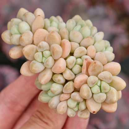 Graptosedum Cheesecake Imported Succulent Plant