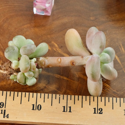 Graptoveria White Americano Korean Succulent Plant