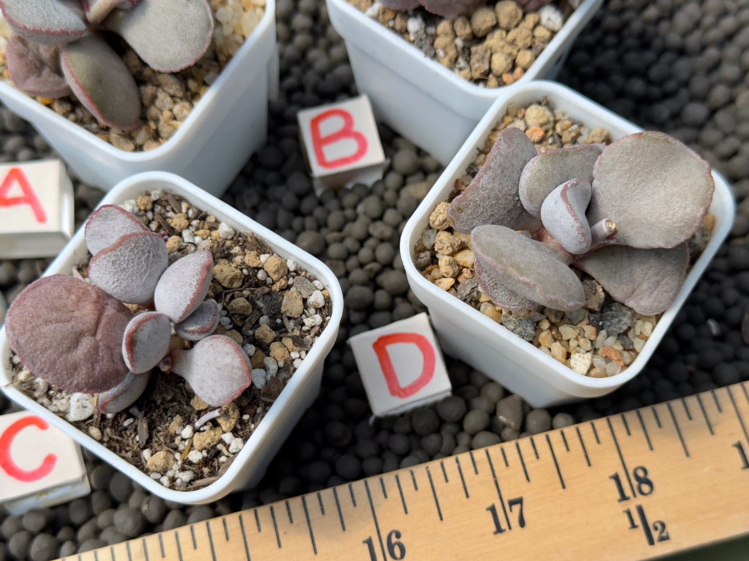 Adromischus &