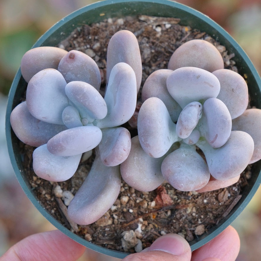 Pachyphytum oviferum Succulent Plant