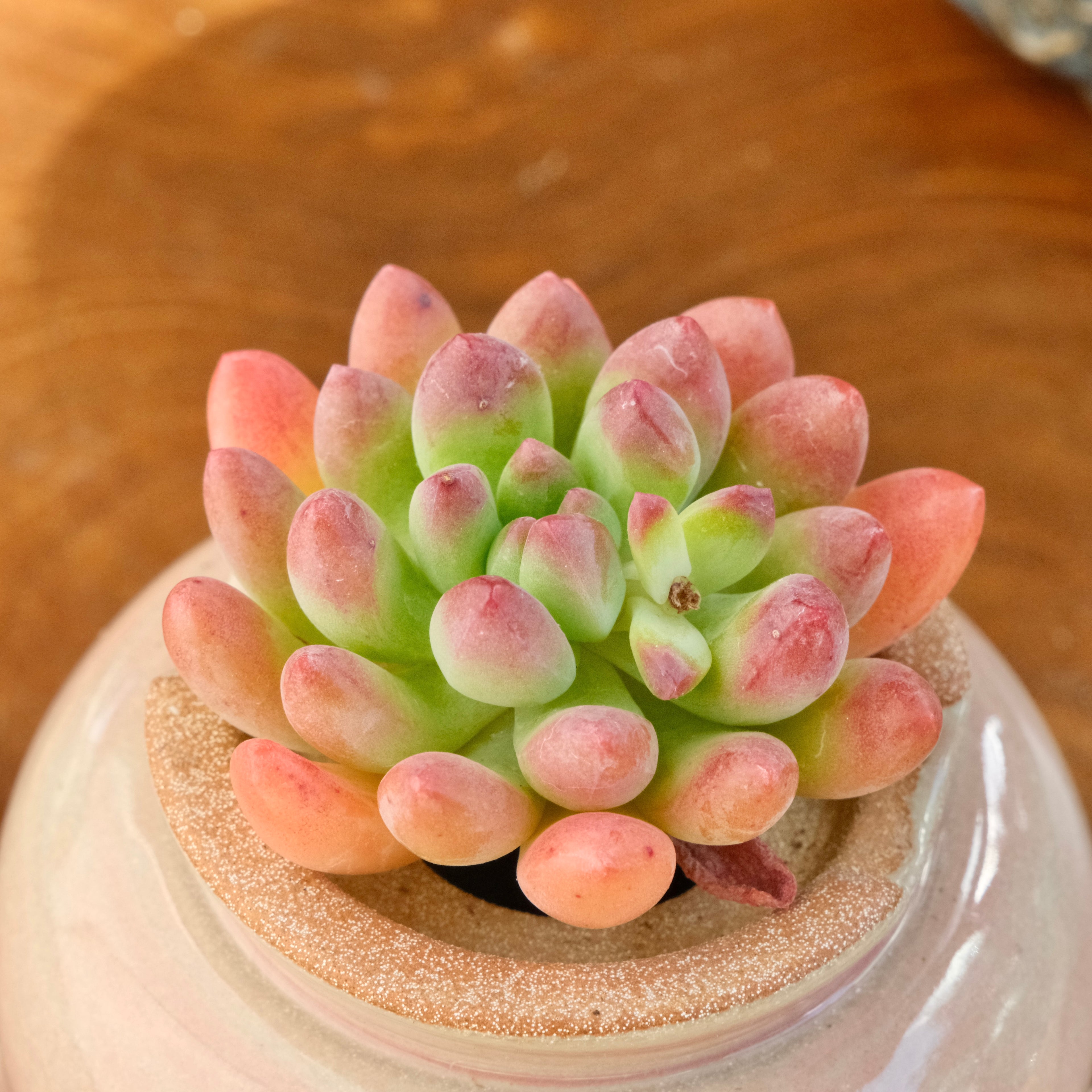 Sedeveria Attractive Korean Succulent Plant Mam and Sister hybrid