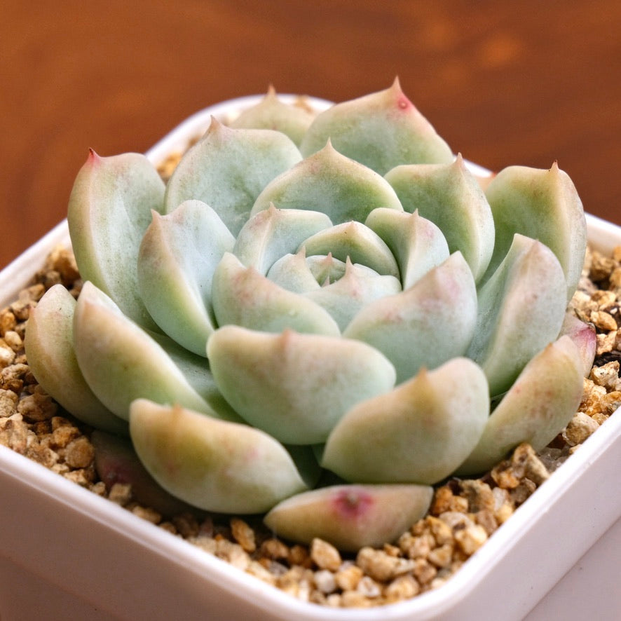 Echeveria hybrid Korean Succulent Plant