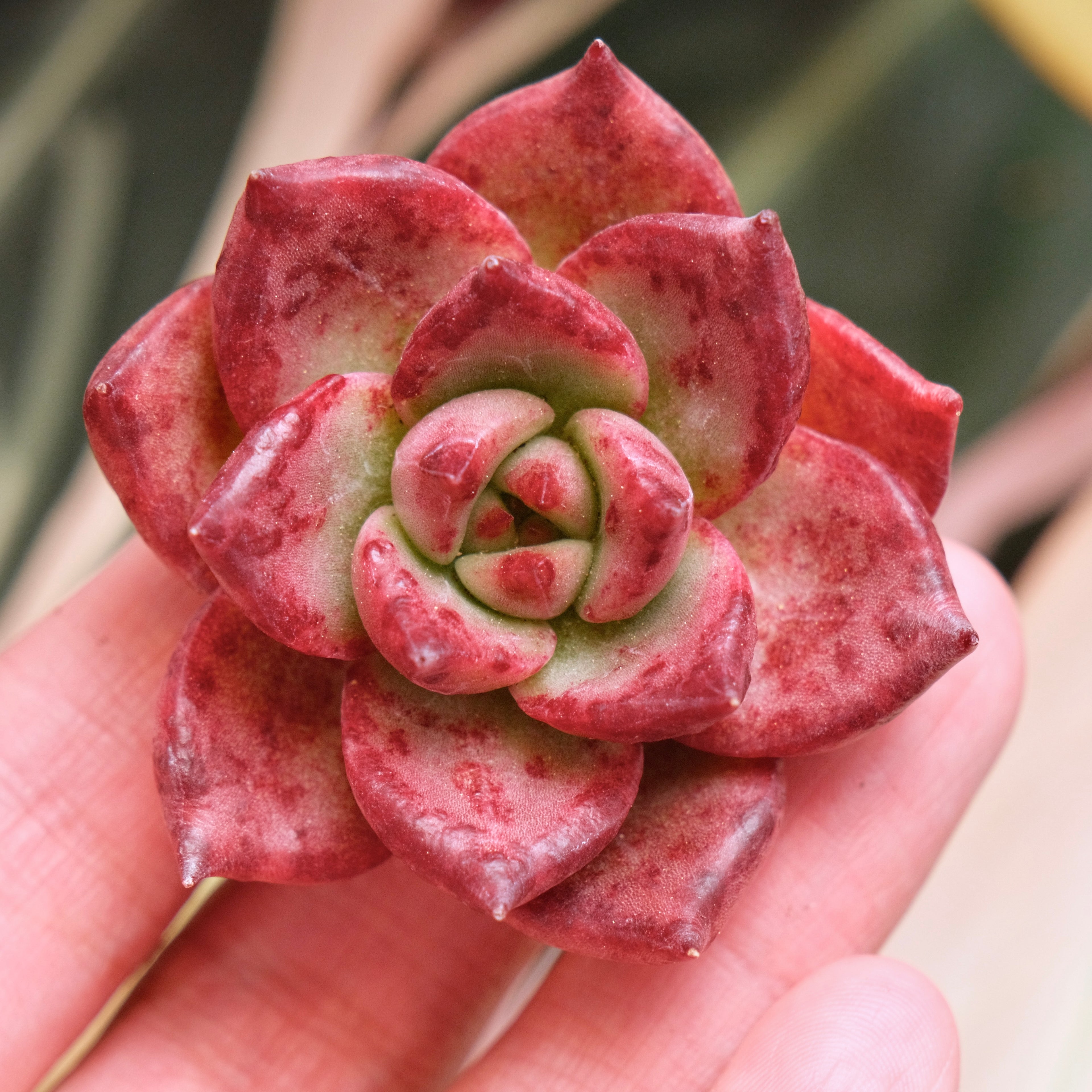 Echeveria Strawberry Korean Succulent Plant *New*