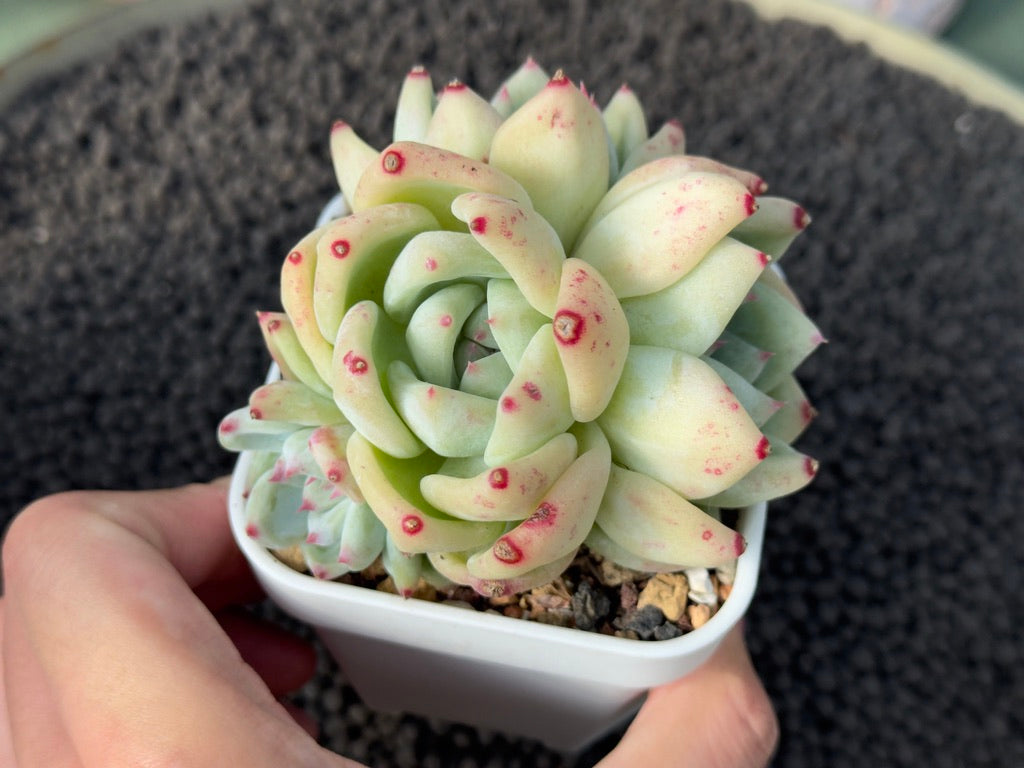 Echeveria Karla Imported Succulent Plant