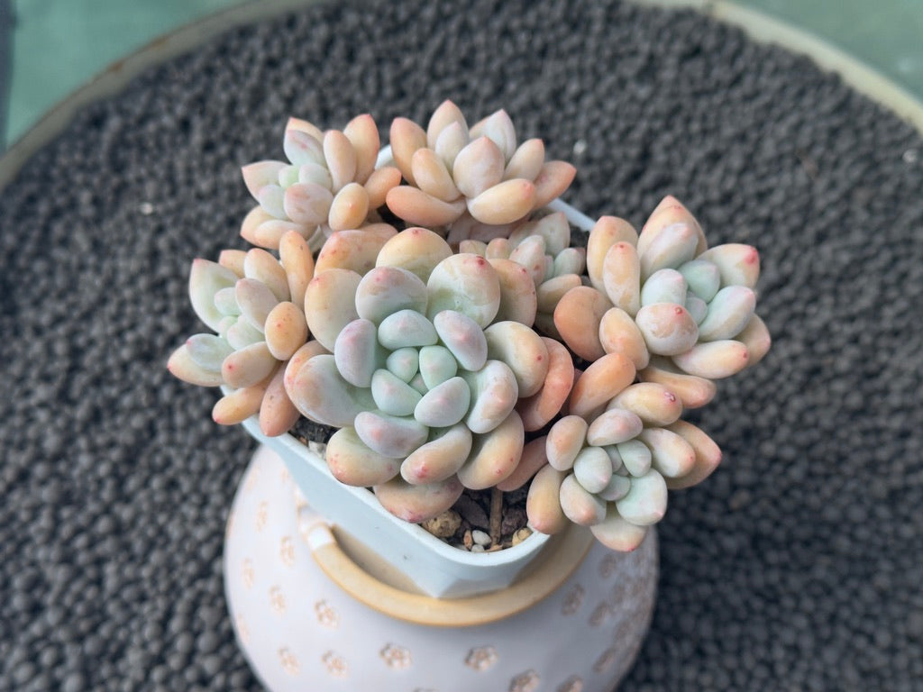 Pachyphytum Frevel Imported Succulent Plant