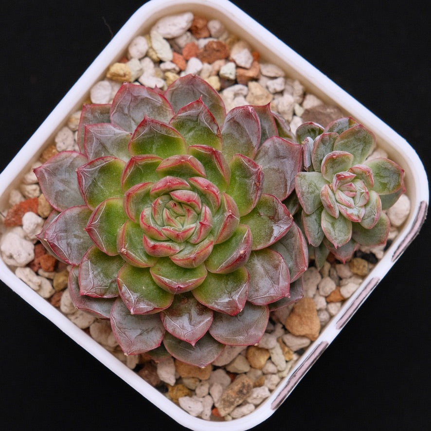 Big Echeveria Purple Ice Korean Succulent Plant