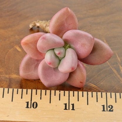 Graptoveria Diamante Rosa Korean Succulent Plant