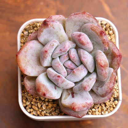 Monstrose Echeveria Monroe Imported Succulent Plant