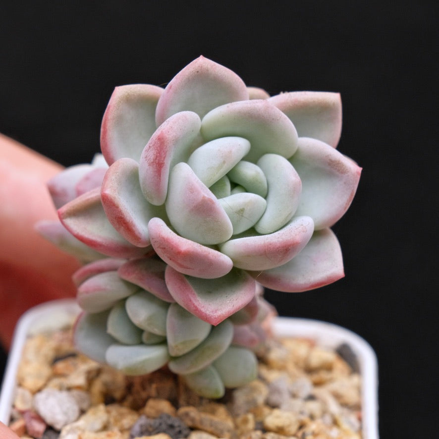 Pachyveria Ice Cream Korean Succulent Plant