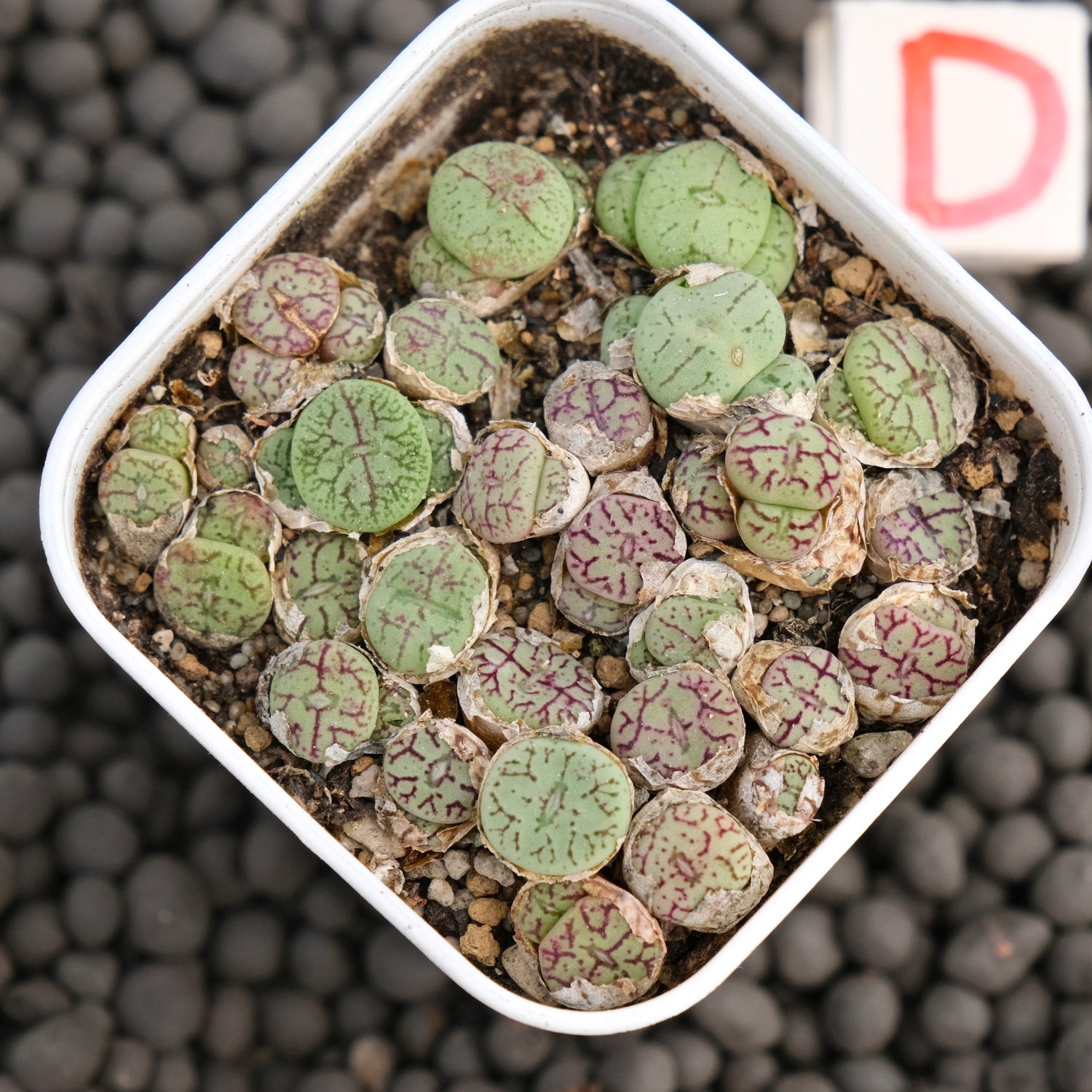 Conophytum minimum &