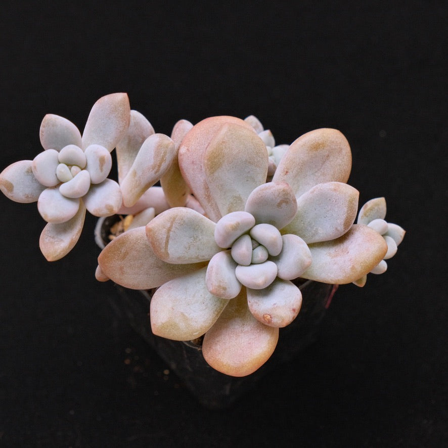 Graptoveria Queens Ball Korean Succulent Plant Air Magic Hybrid