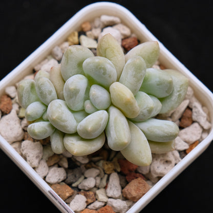 Pachyphytum Frevel Korean Succulent Plant 新香水