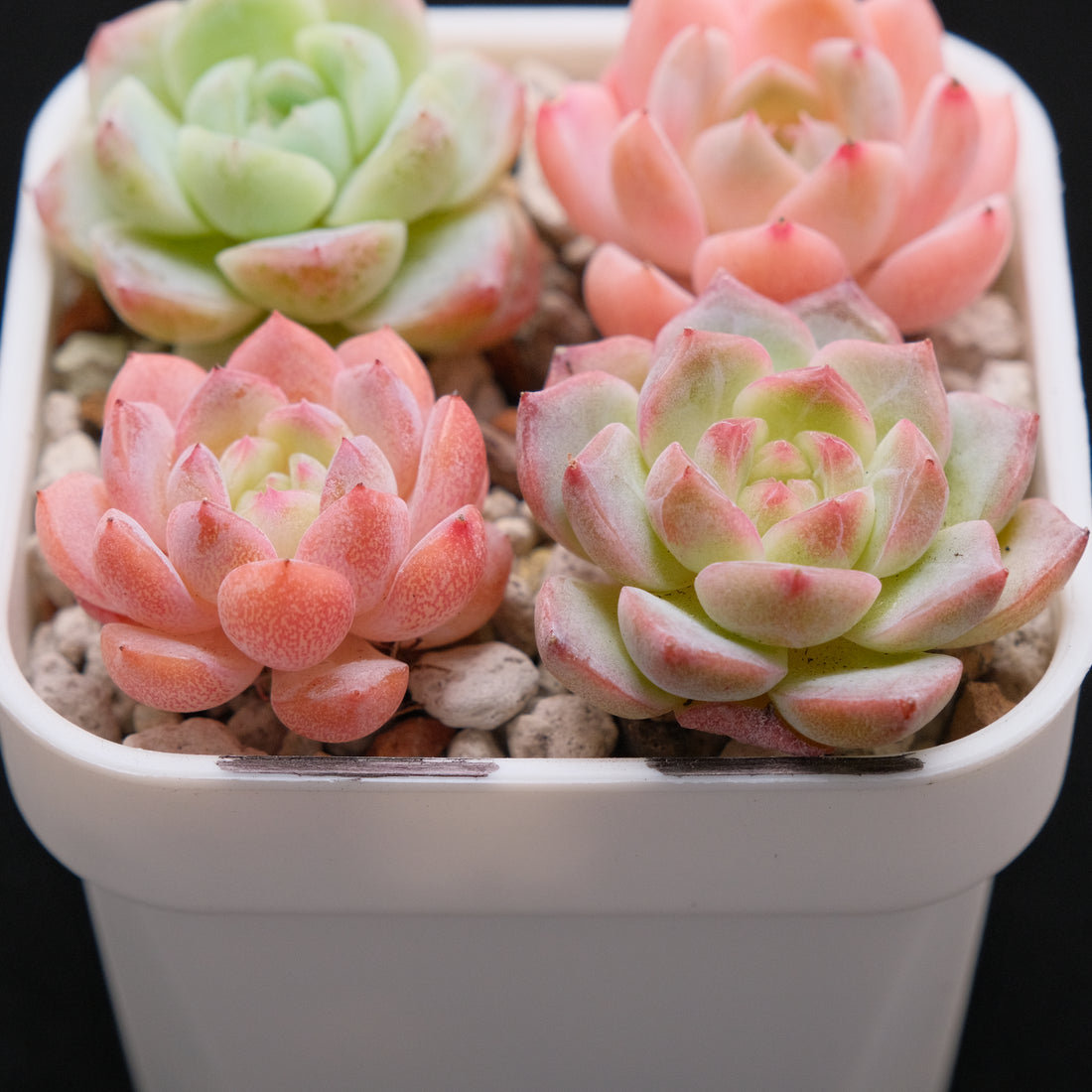 Echeveria Hybrid Set of 4 Imported Succulent Plants