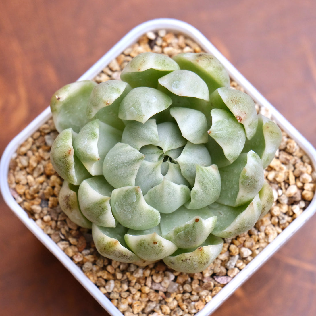 Variegated Echeveria Queen Maria Korean Succulent Plant