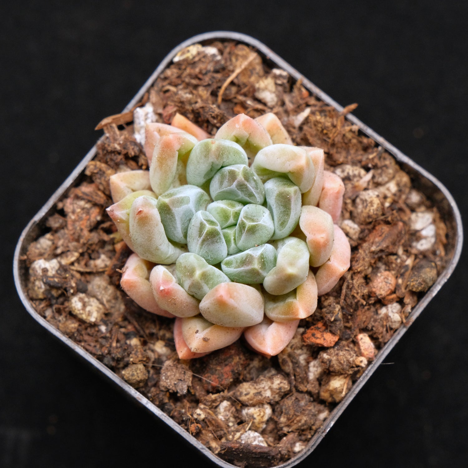 Pachyveria Organic Candy Korean Succulent Plant