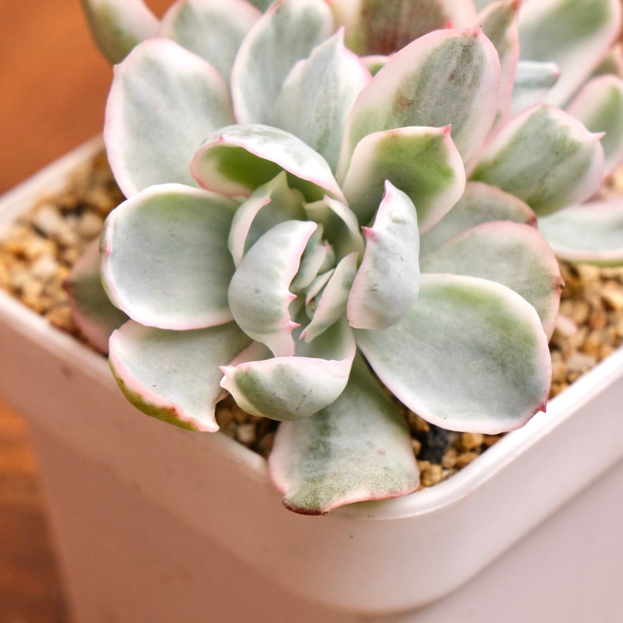 Variegated Echeveria Berkeley Light Imported Succulent Plant (Not recommended for indoor growing)