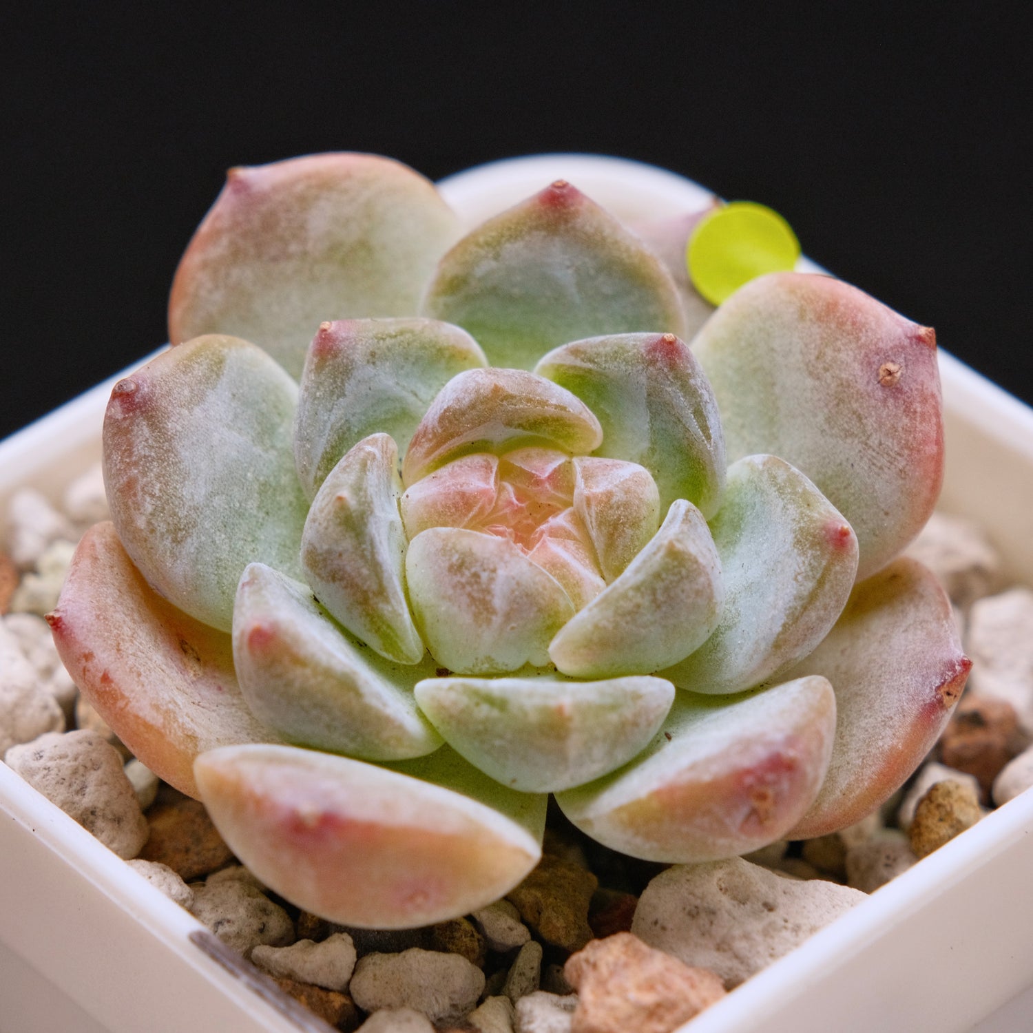 Echeveria First Love Imported Succulent Plant *New* 初恋情人