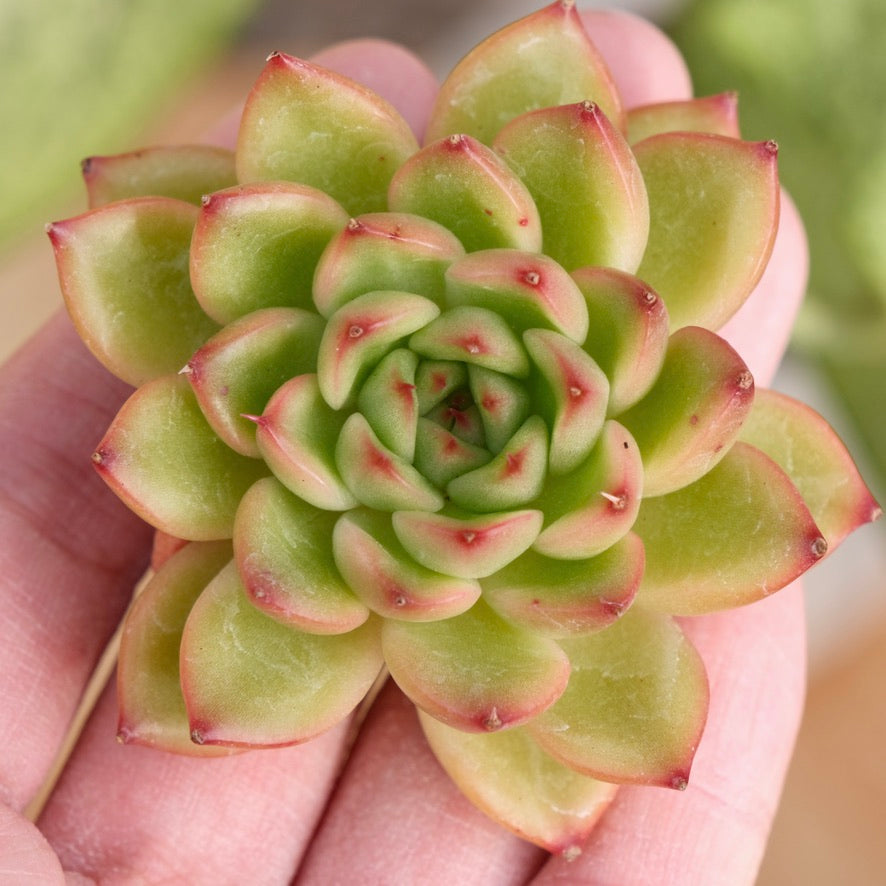 Echeveria Edge Gold Korean Succulent Plant Hwaga hybrid