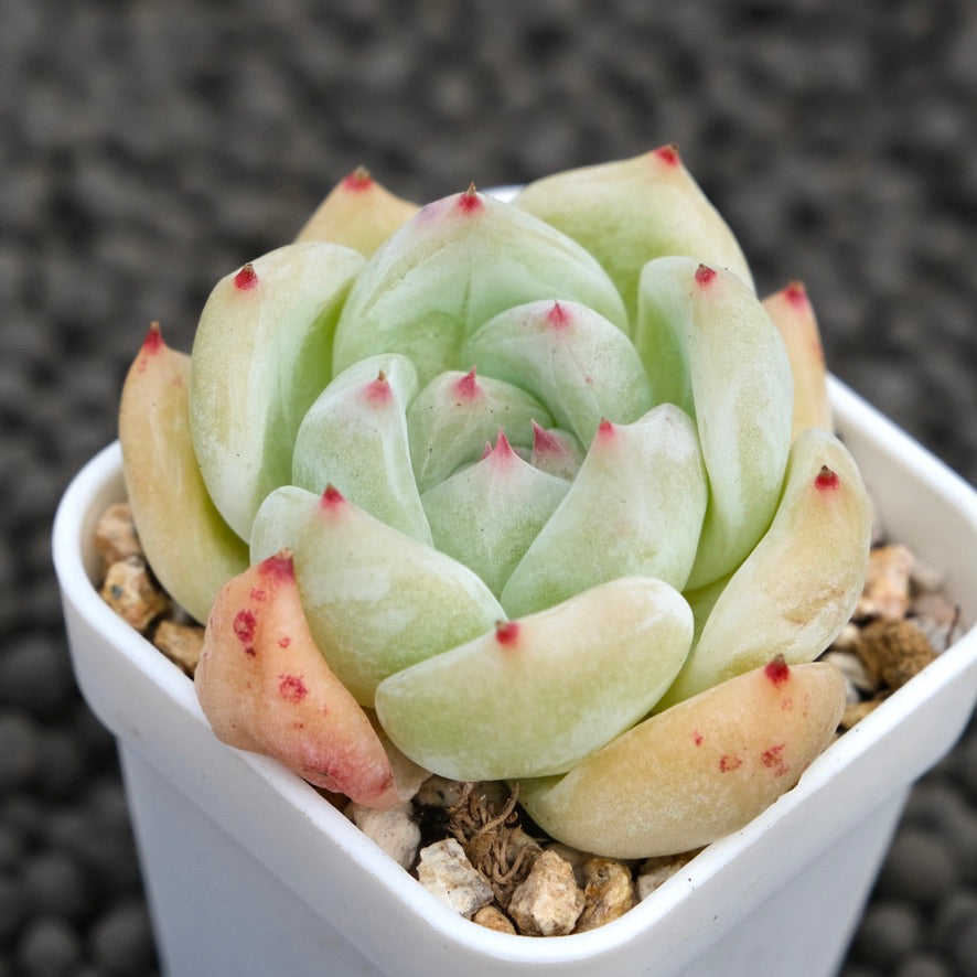 Echeveria Karla Korean Succulent Plant