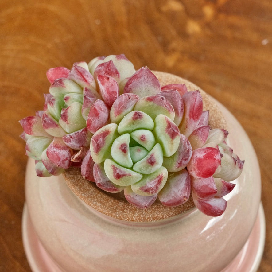 Echeveria Sarahime hybrid Imported Succulent Plant