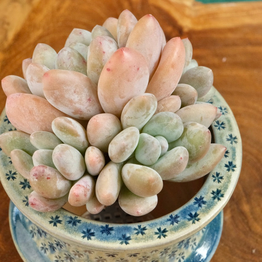 Pachyphytum Frevel cluster Imported Succulent Plant (4 heads)