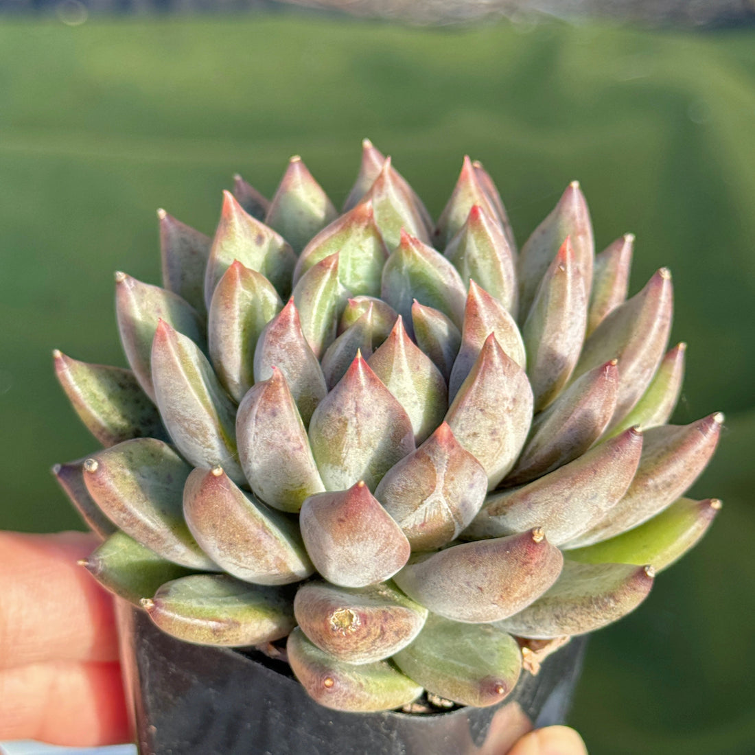 Echeveria Karban Korean Succulent Plant