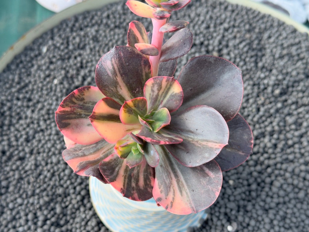 Variegated Echeveria Primadonna Korean Succulent Plant