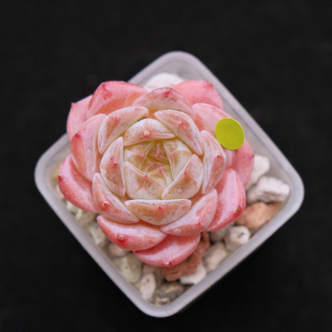 Echeveria hybrid Imported Succulent Plant 溏心杂