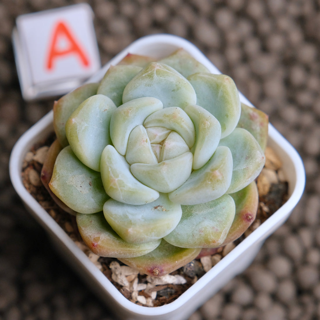 Echeveria Monroe x Albicans  Imported Succulent Plant - A