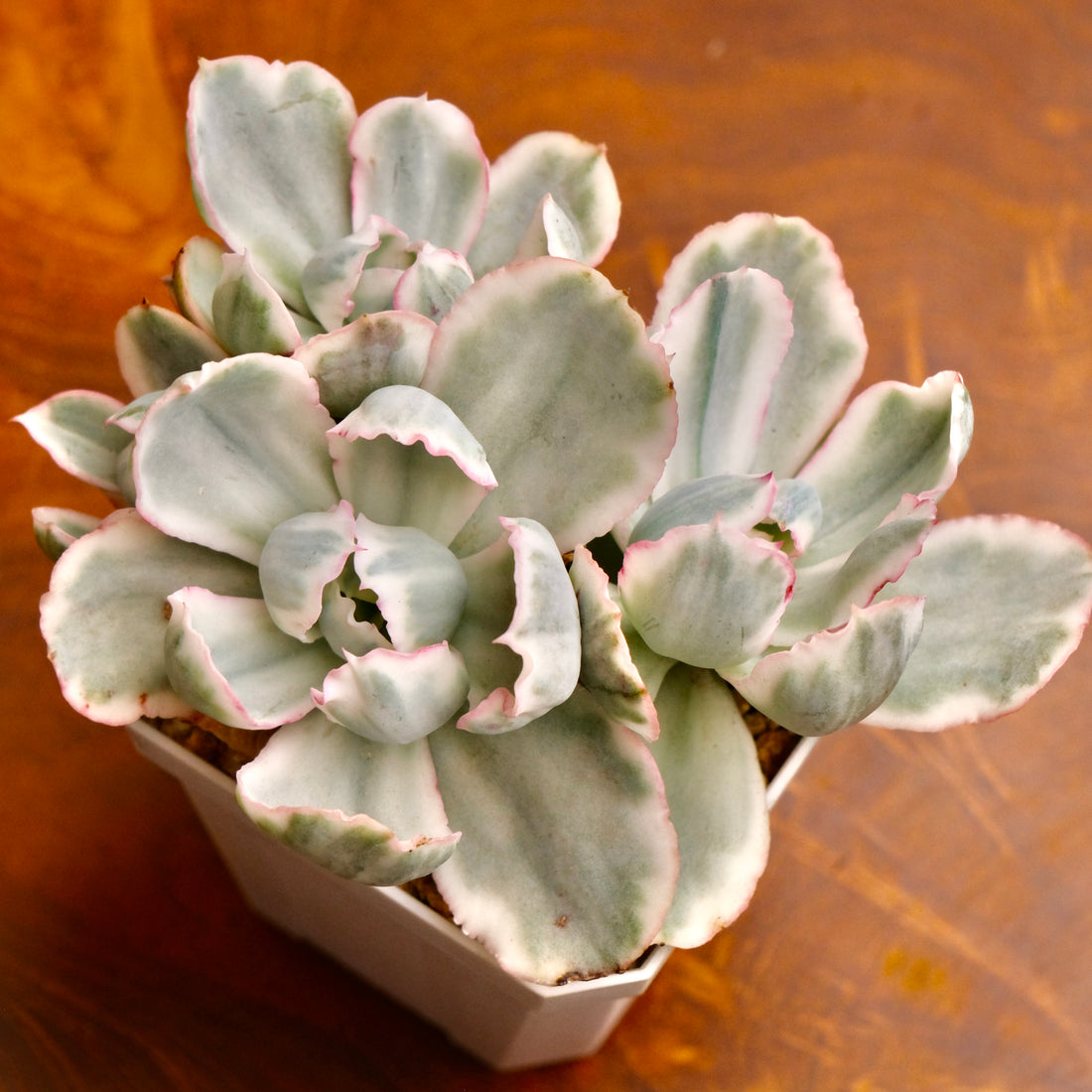 Variegated Echeveria Berkeley Light Imported Succulent Plant (Not recommended for indoor growing)