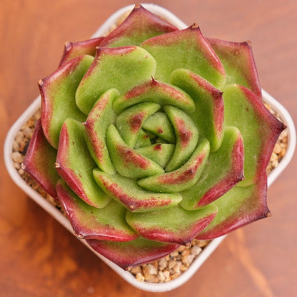 Echeveria Red Lotus Imported Succulent Plant