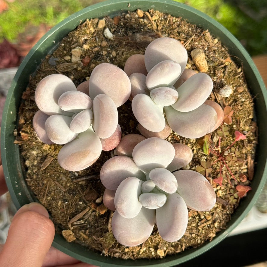 Pachyphytum oviferum Succulent Plant