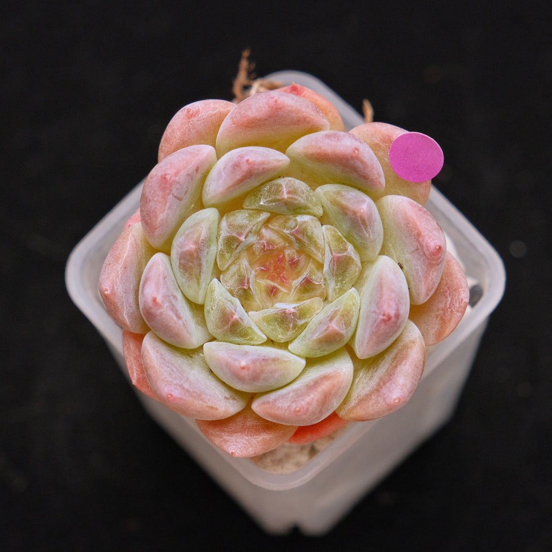 Echeveria Ice Soul Imported Succulent Plant *New* 秘境冰魄