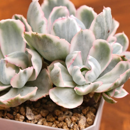 Variegated Echeveria Berkeley Light Imported Succulent Plant (Not recommended for indoor growing)