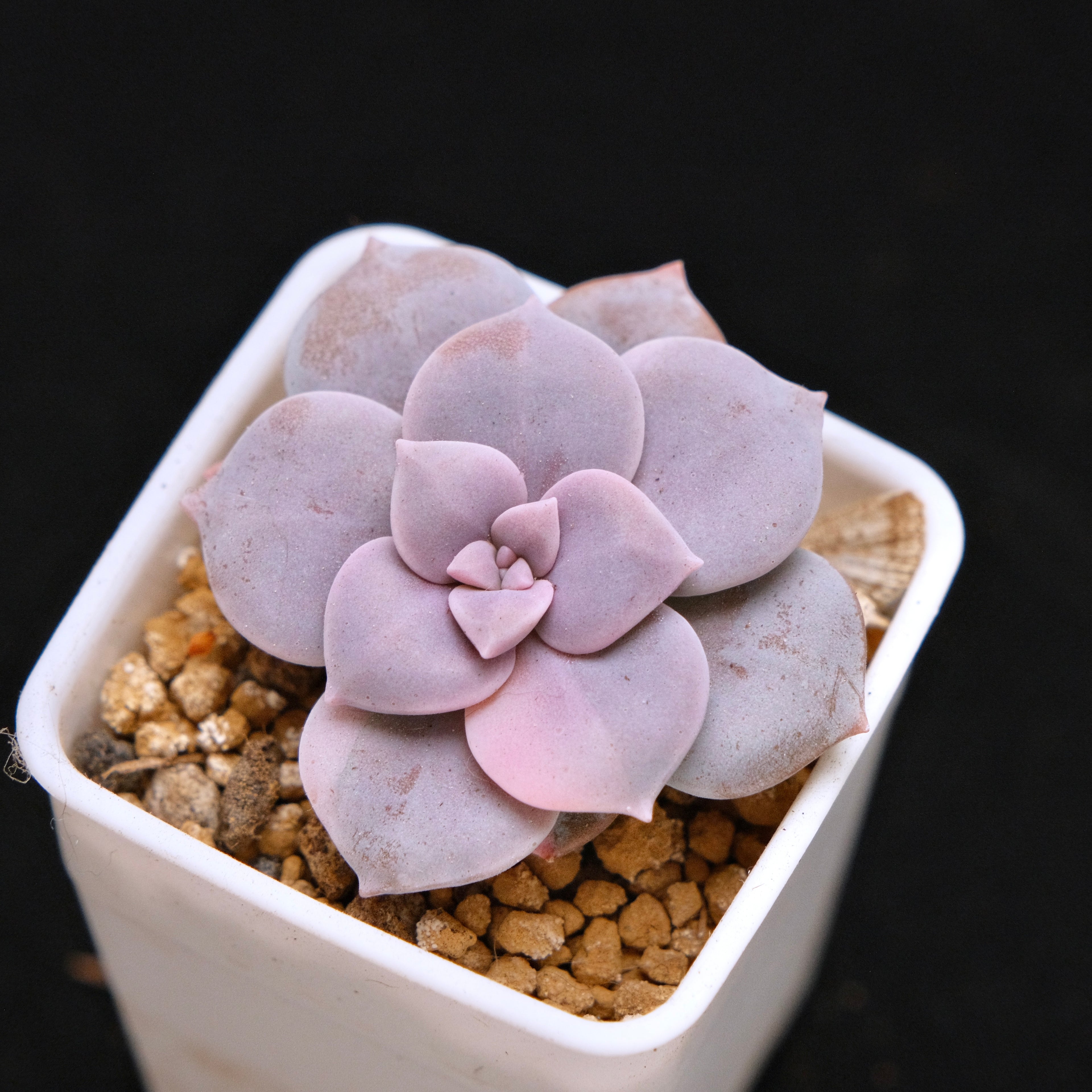 Graptopetalum Superbum Korean Succulent Plant lightly variegated