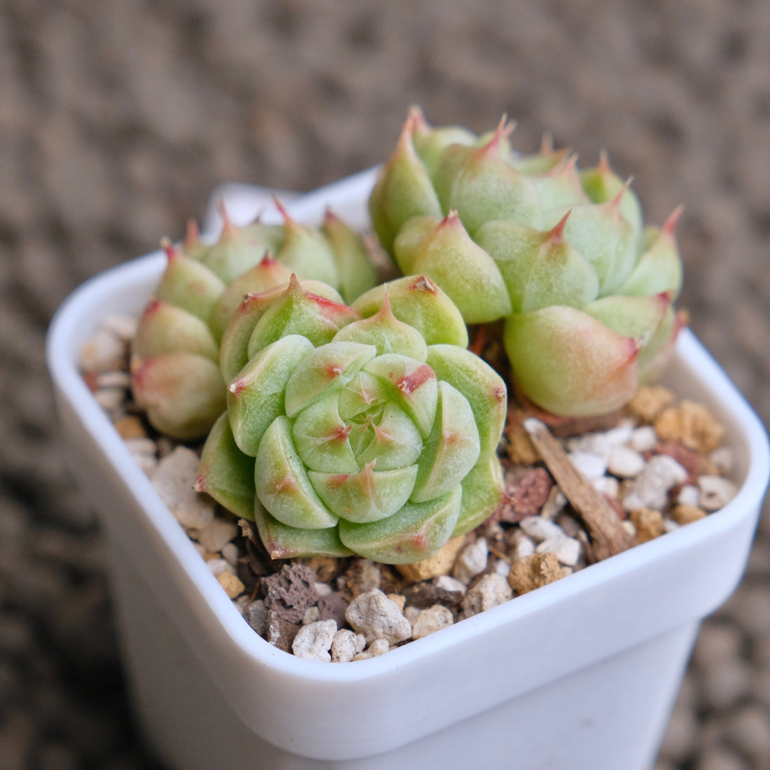 Echeveria Elegans x Benbadis Imported Succulent Plant - C