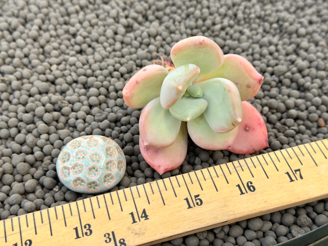 Pachyveria Sellena Korean Succulent Plant