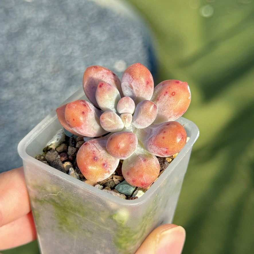 Sedum Frog Finger Korean Succulent Plant