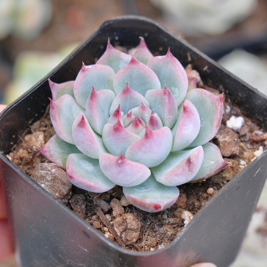 Echeveria chihuahuaensis Succulent Plant