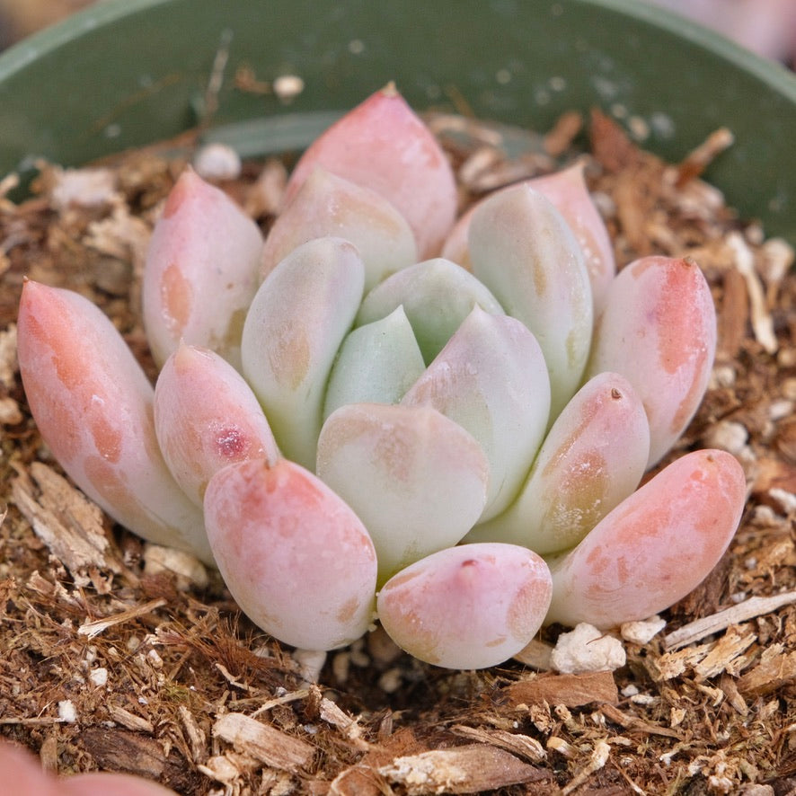 Pachyveria Cornus Succulent Plant