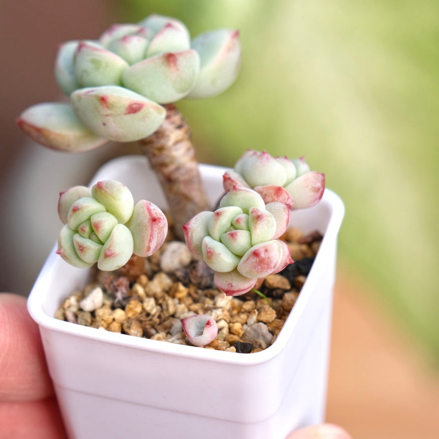 Sedeveria Pudgy Korean Succulent Plant