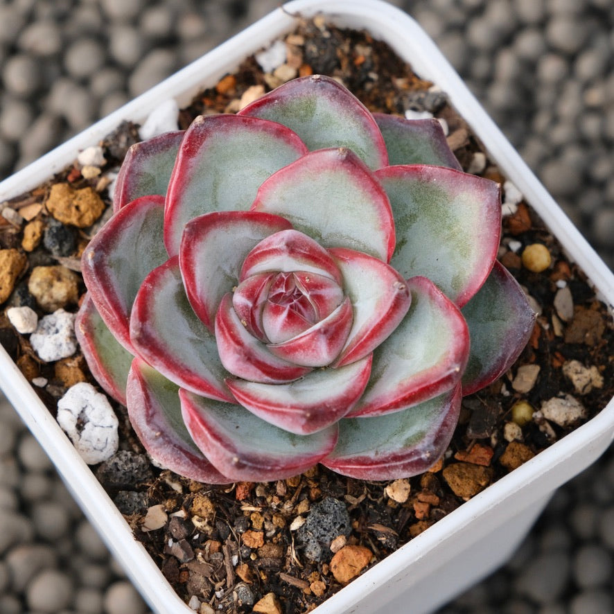 Echeveria Chubby Bunny Korean Succulent Plant