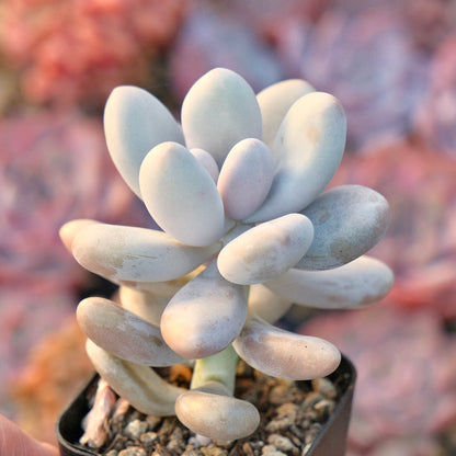 Graptophytum Royal Pretty Korean Succulent Plant Air Magic hybrid