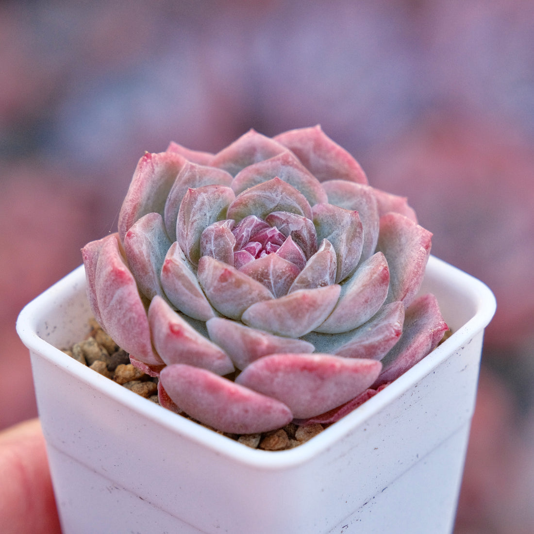 Echeveria hyalina hybrid Imported Succulent Plant *New*